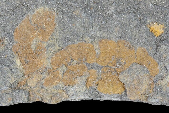 Ordovician Soft-Bodied Fossil (Duslia?) - Morocco #80274